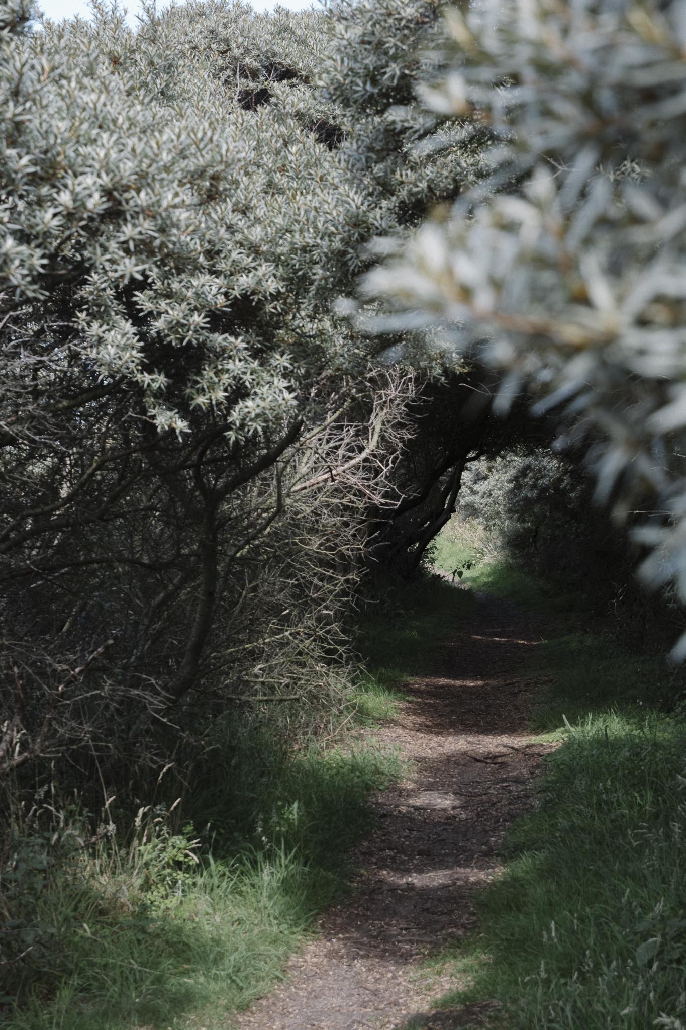 Seabuckthorn hedges in Longniddry