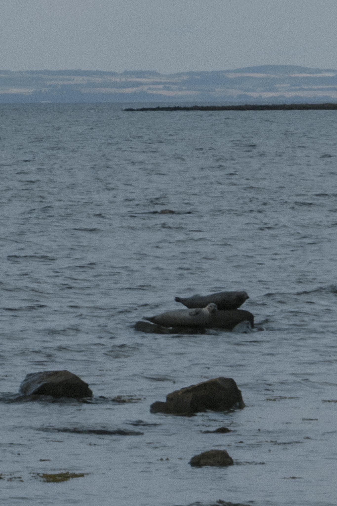 Seal spotting near Gosford House