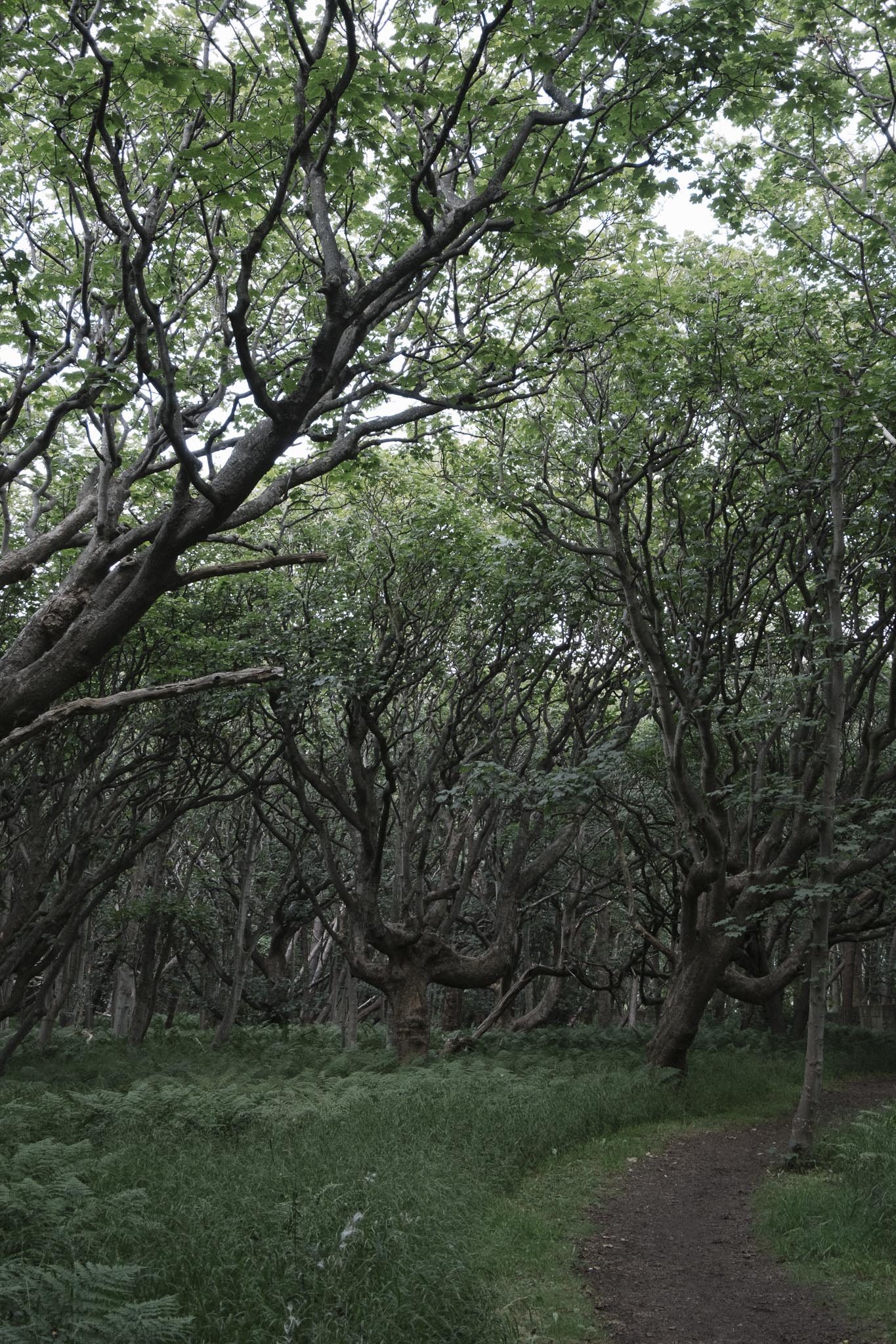 Approaching the woods near Aberlady