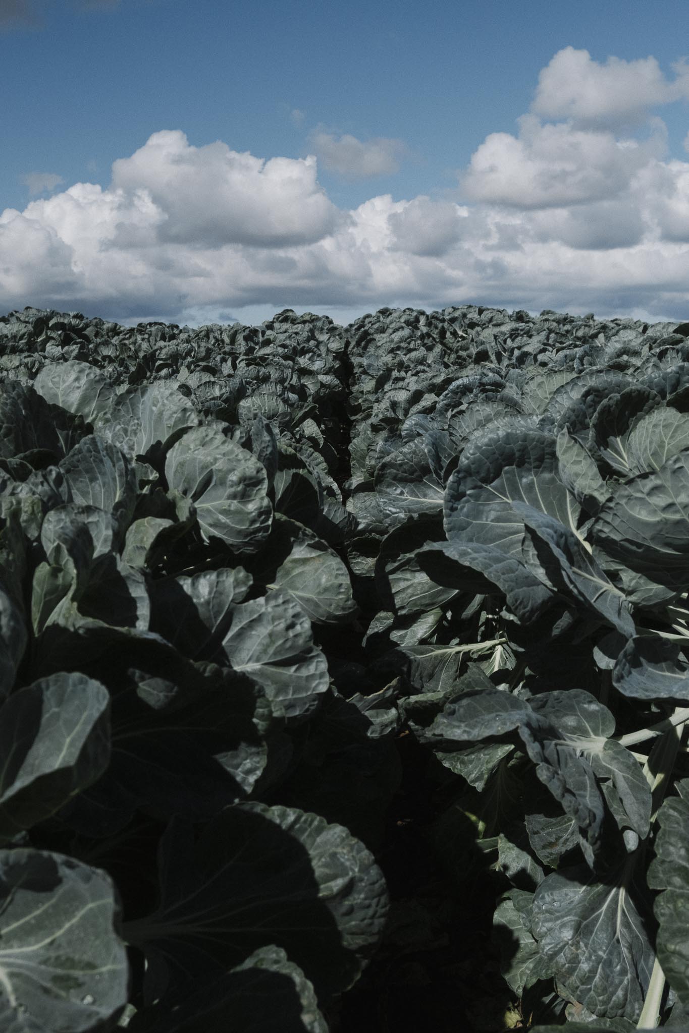 Fields of Brussels Sprouts
