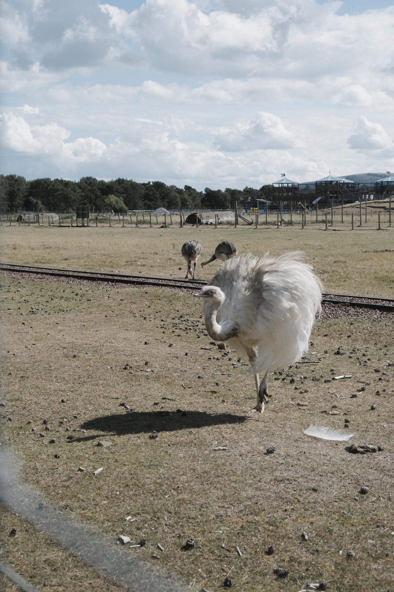 Rhea bird at East Lothian country park