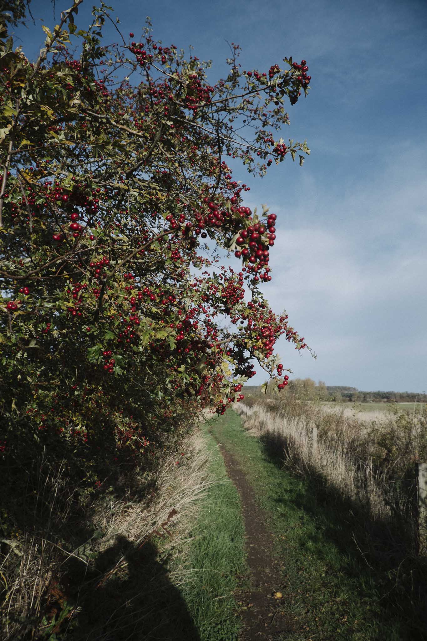 Scenic countryside section