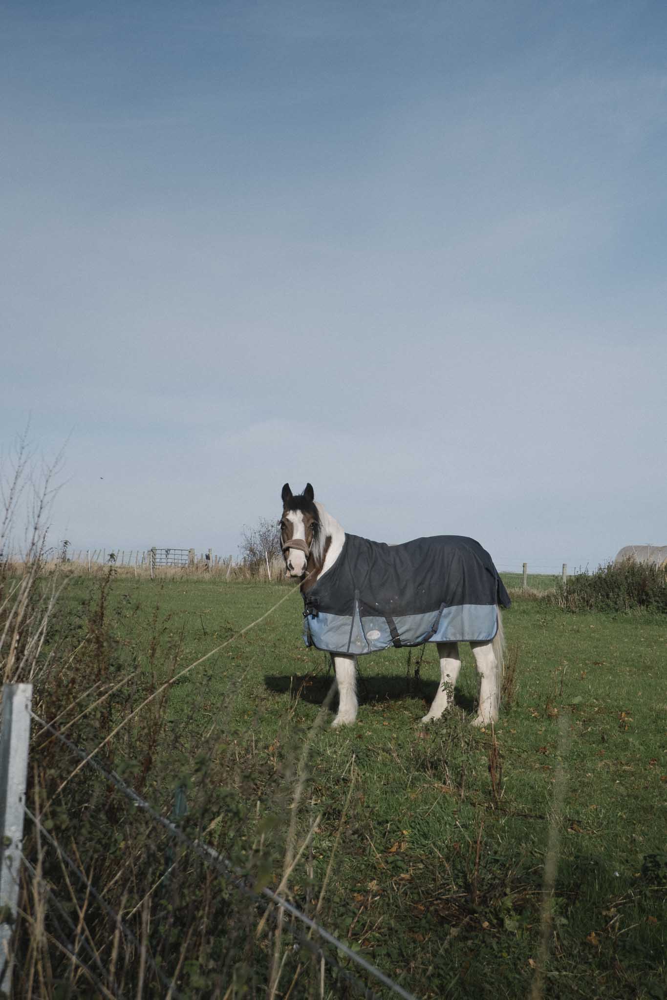 Another handsome horse