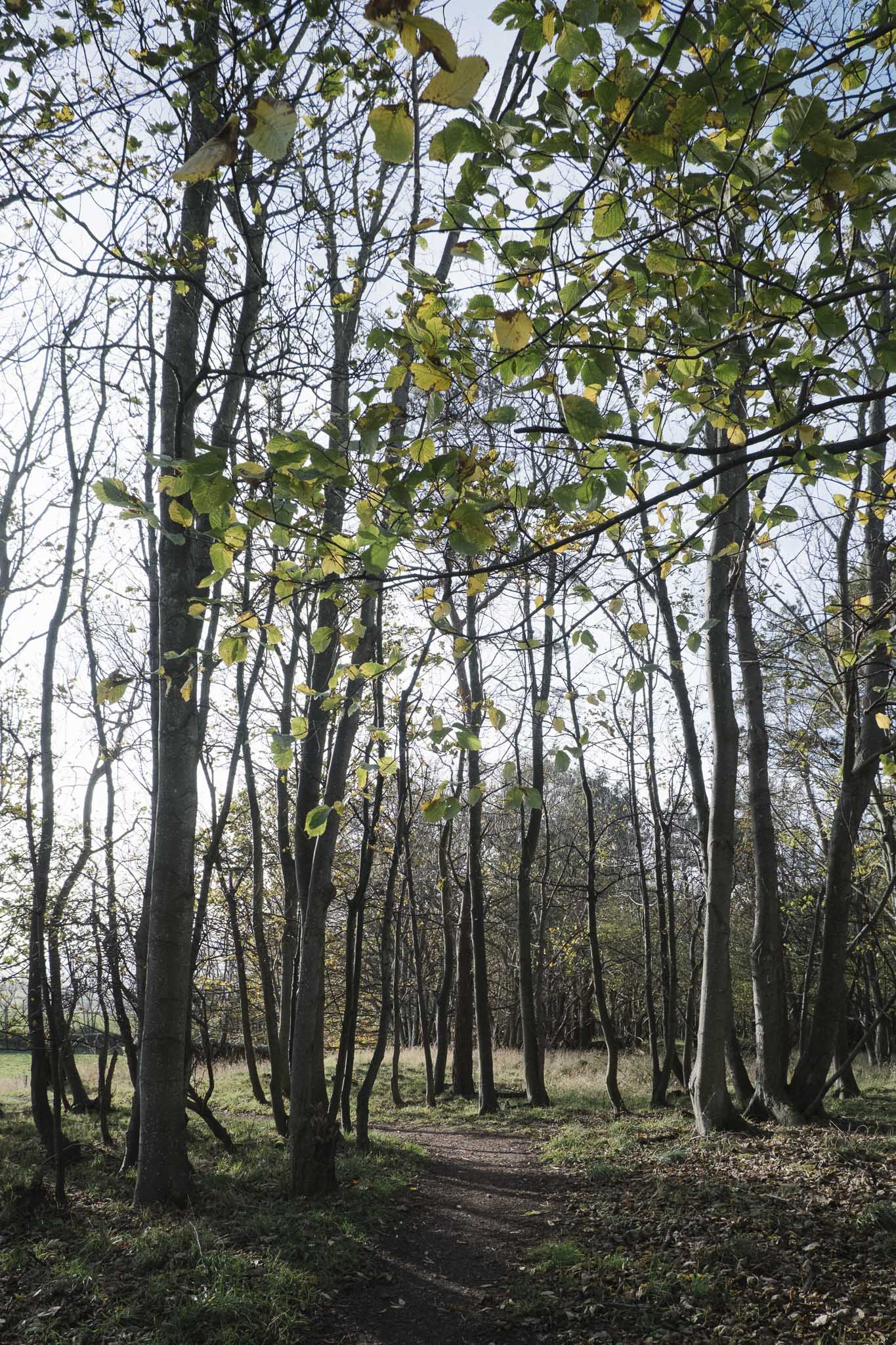 Walking through a wood