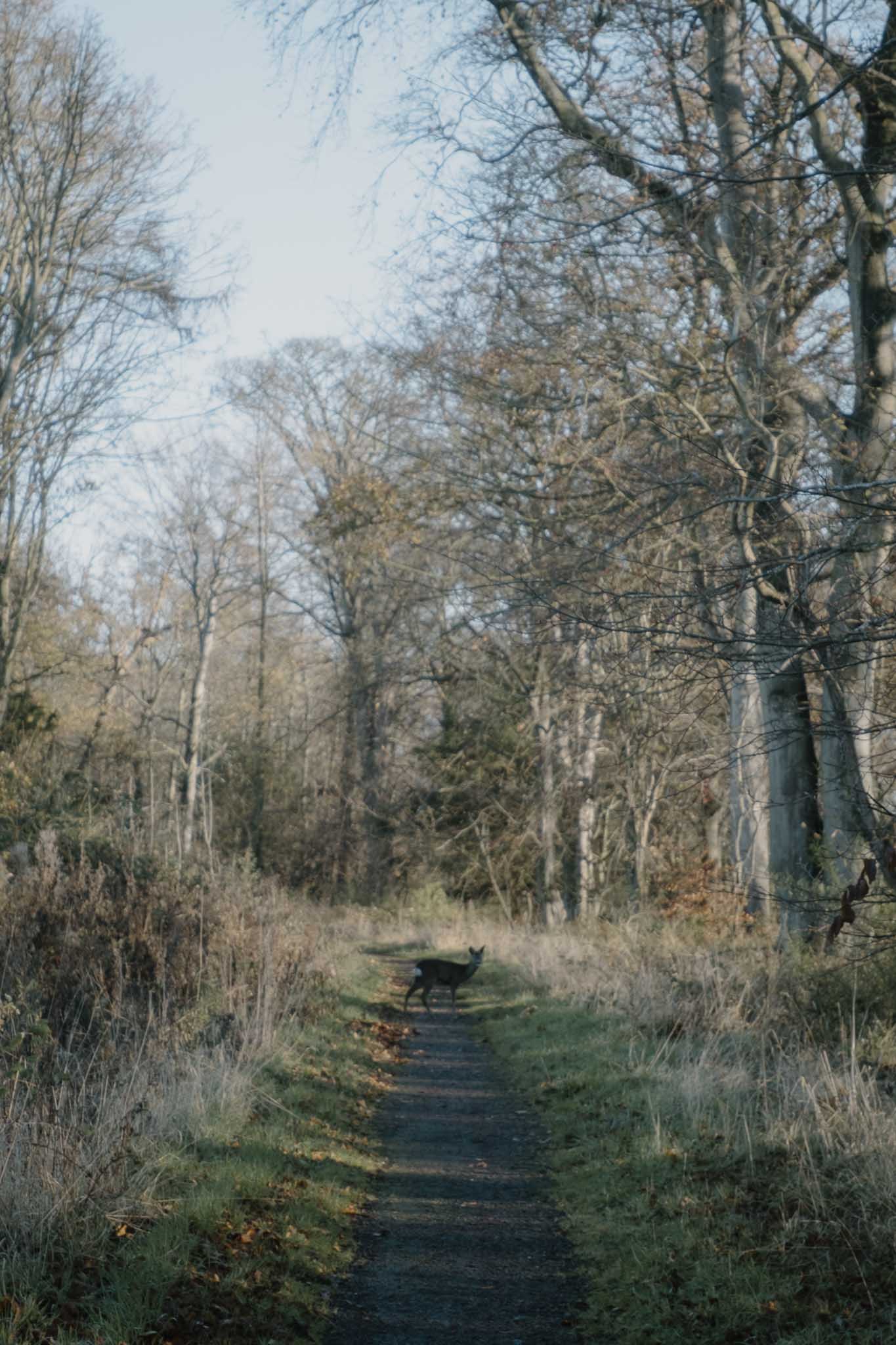 Spotting deer in Dirleton Estate