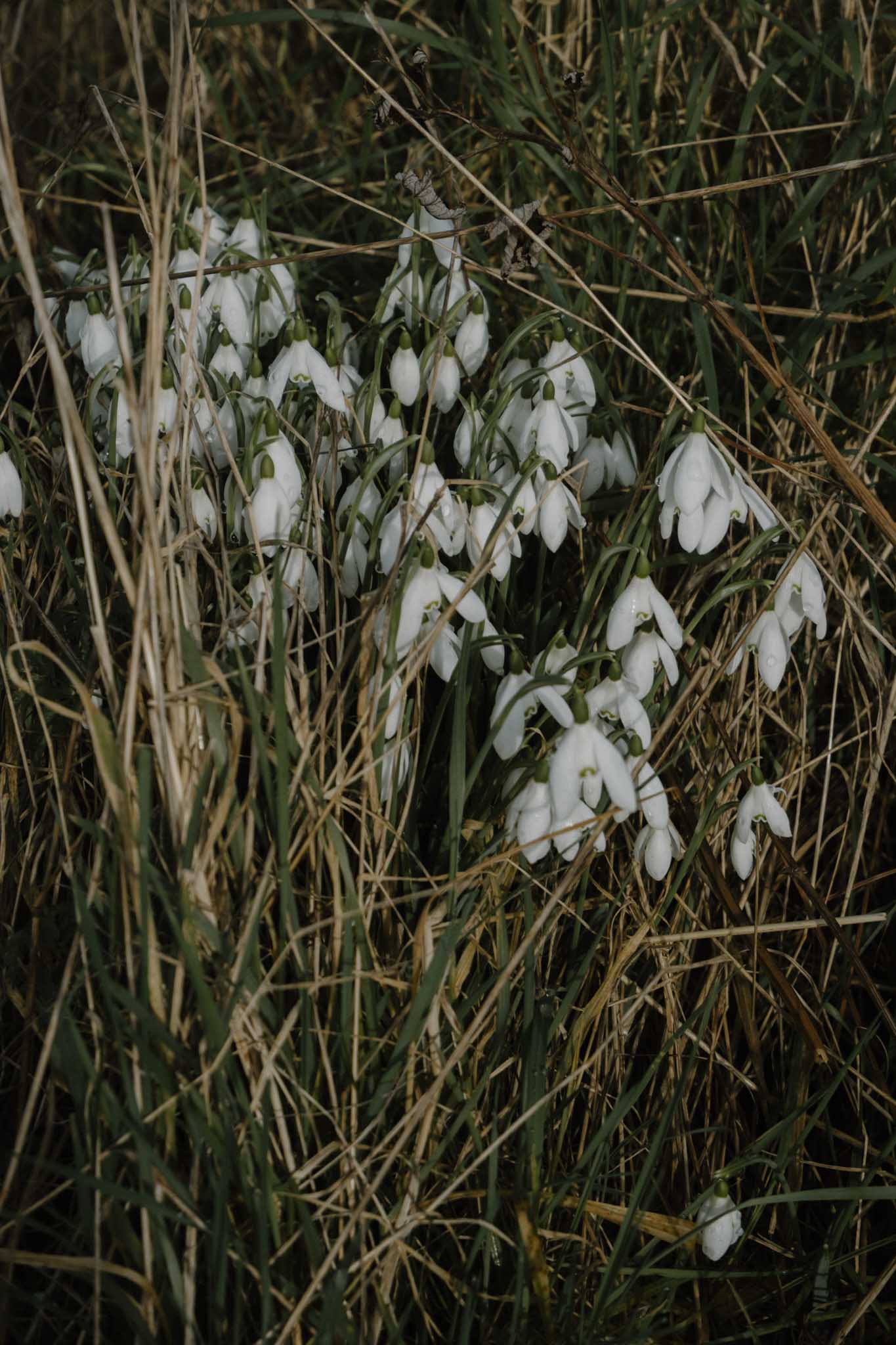 Snowdrops along the Union Canal path