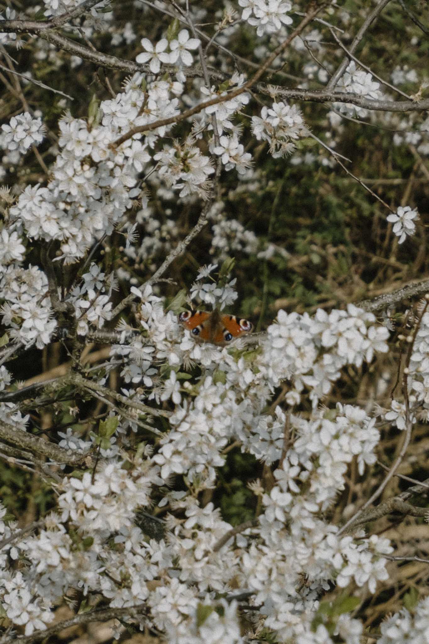 Wildflowers and butterflies along the towpath