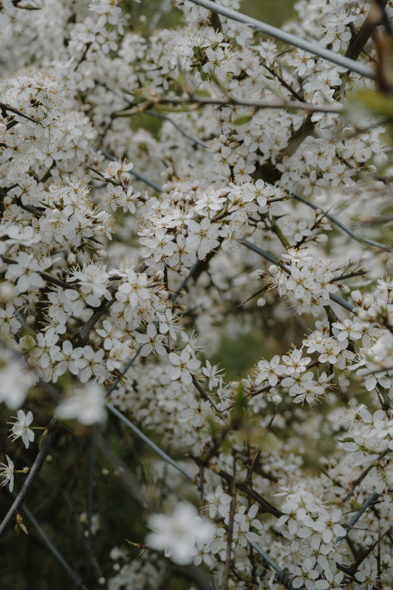 Blackthorn blossoms