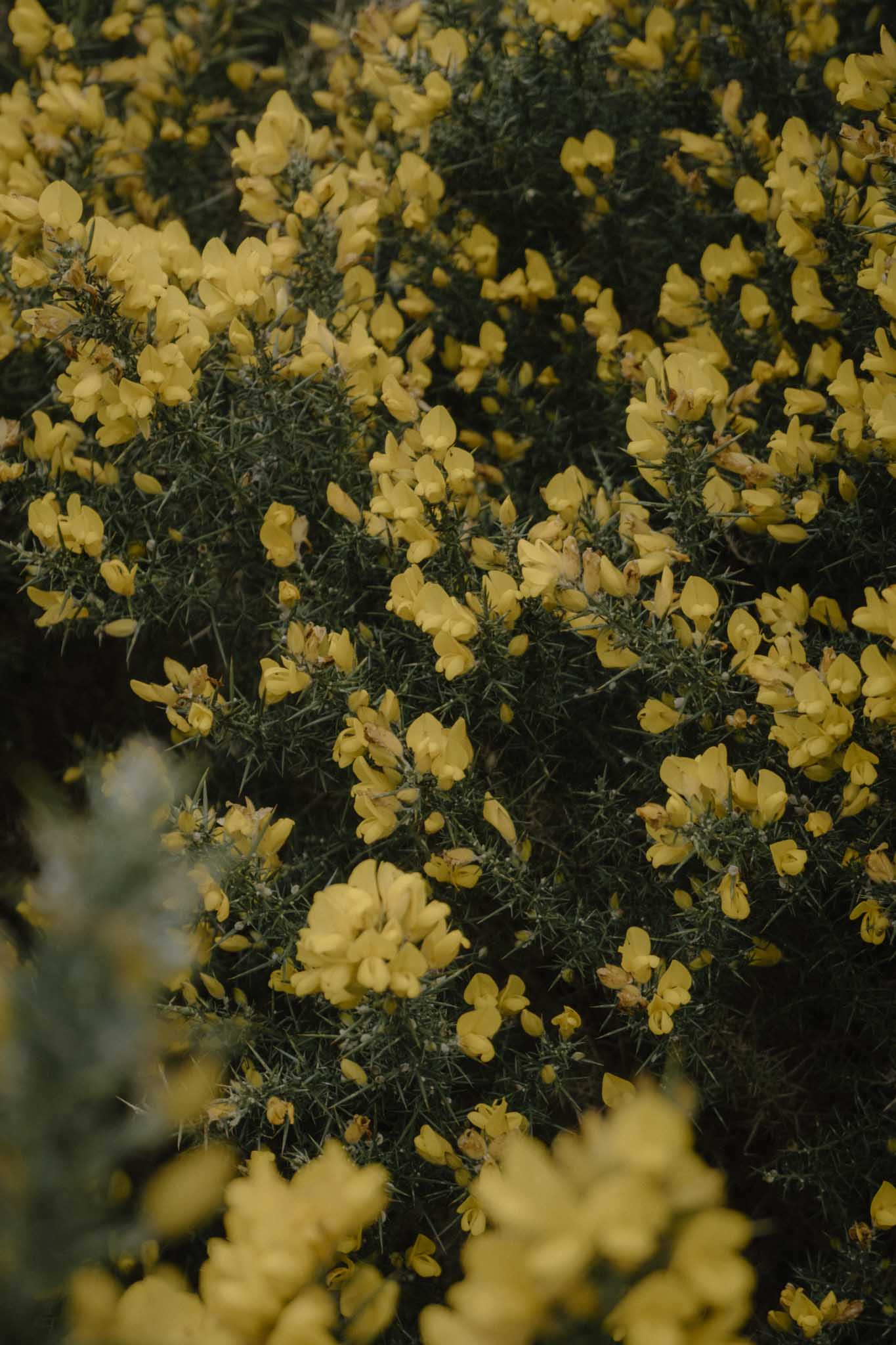 More gorse