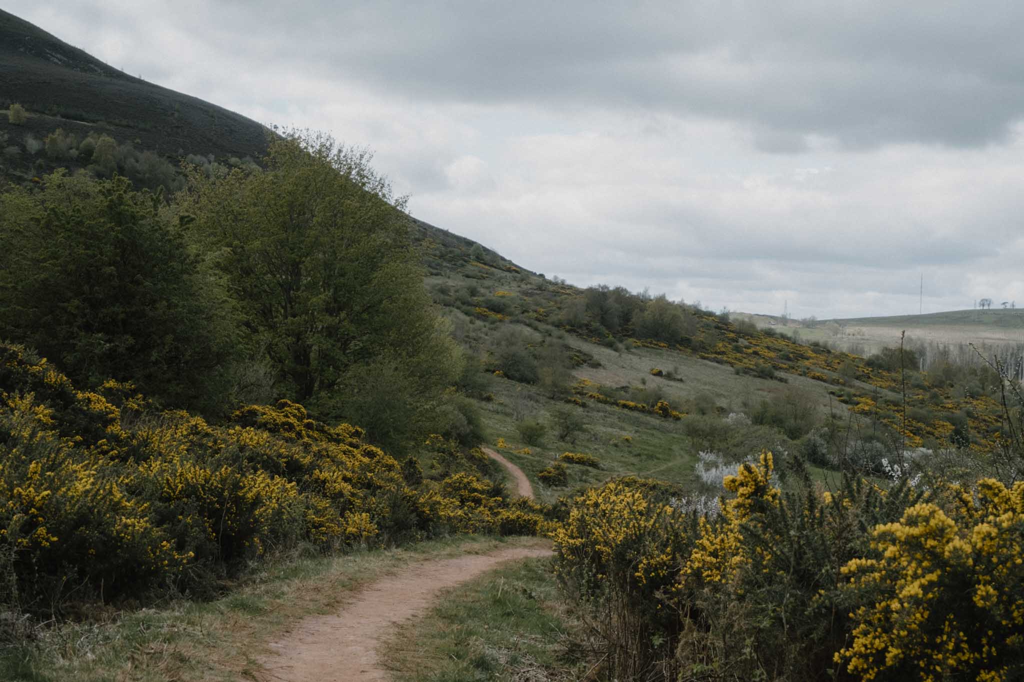 Spring gorse on the hillside
