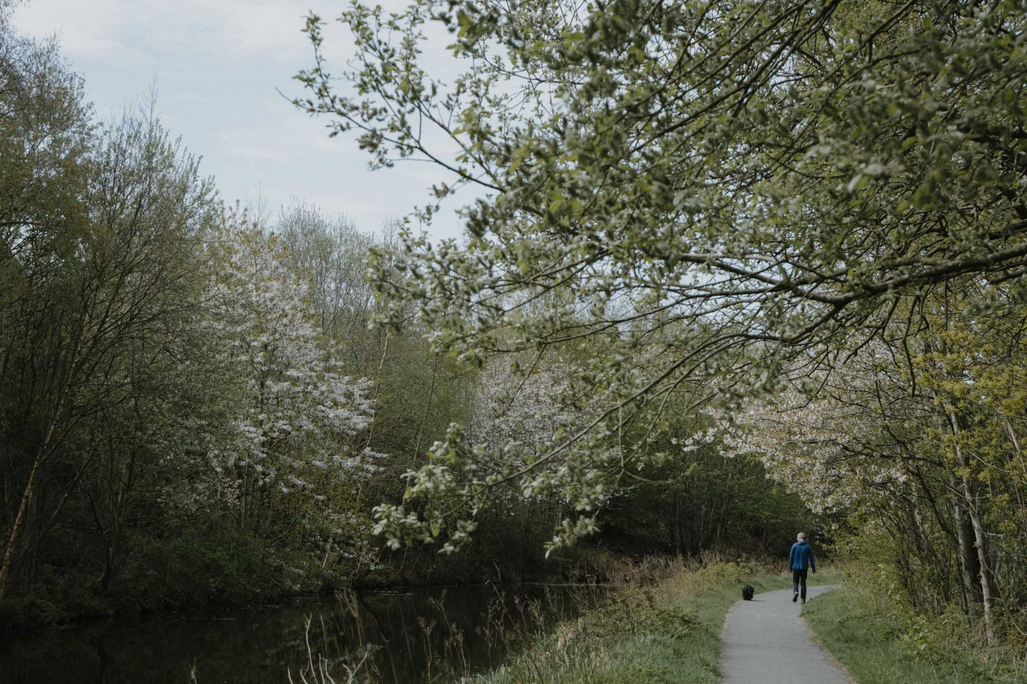 Blossoms along the canal