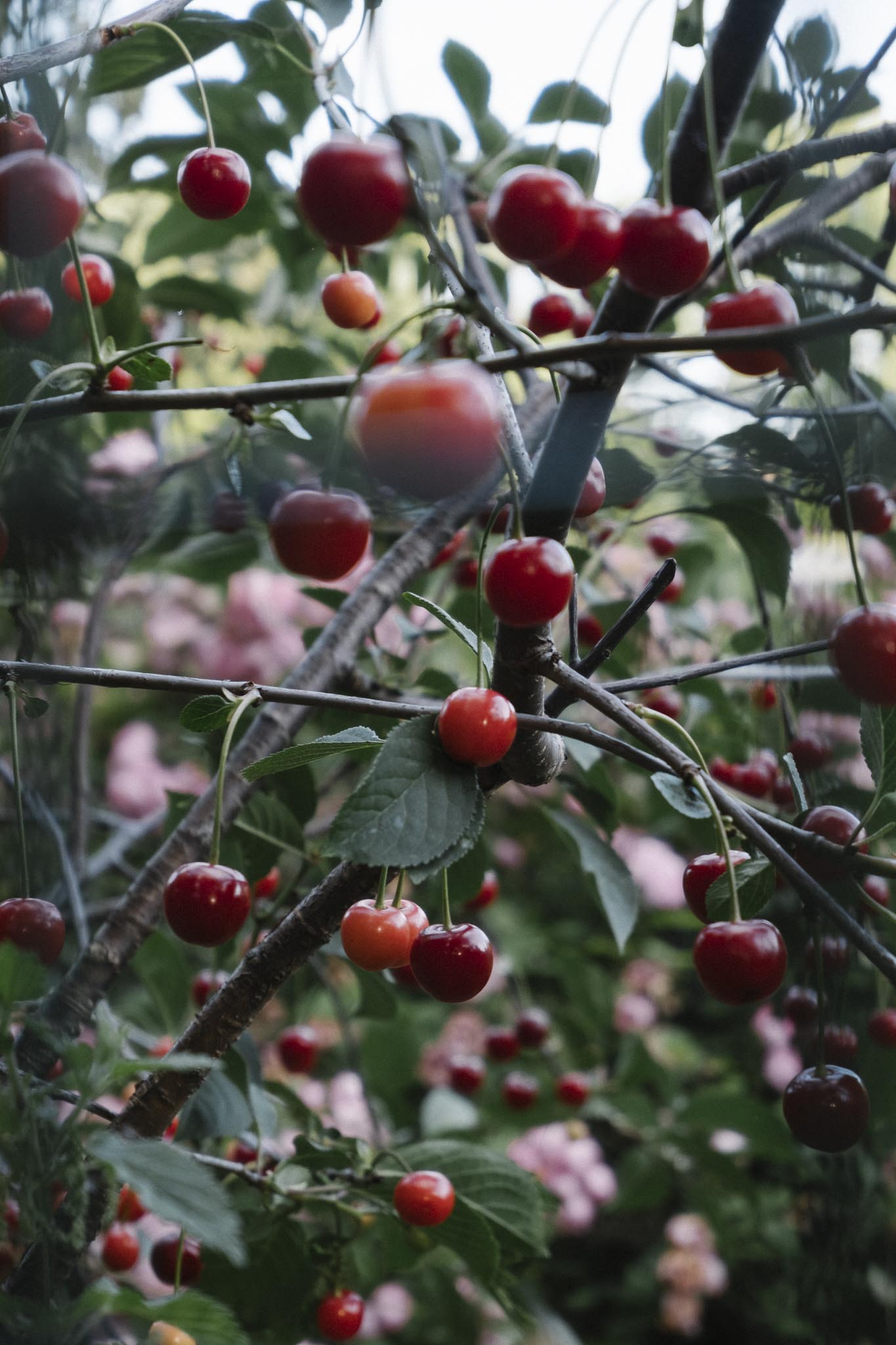 Cherries along the Water of Leith