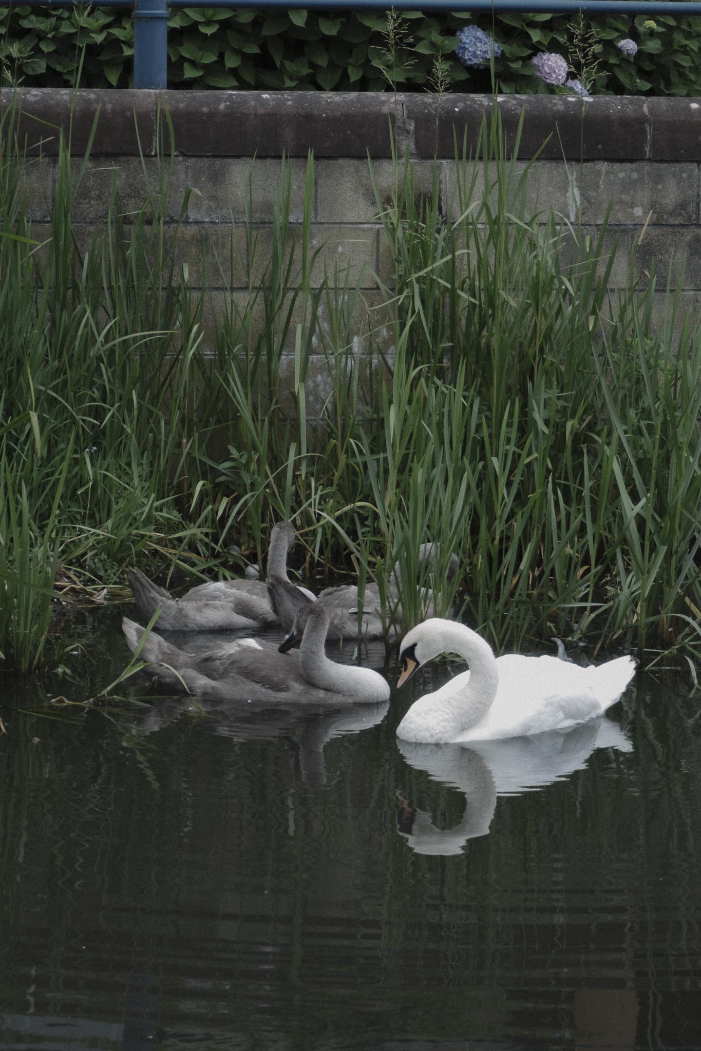 Swan spotting on the canal