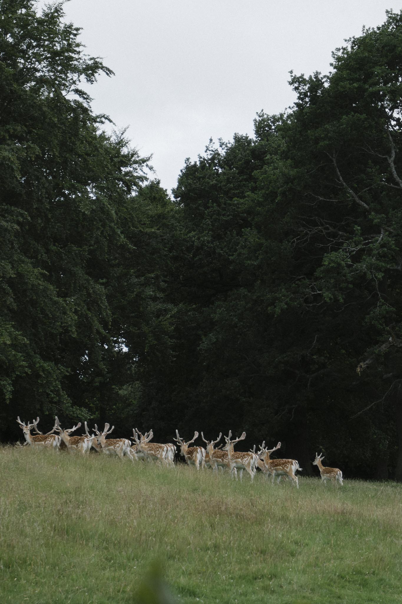 Herd of deer in Hopetoun Estate