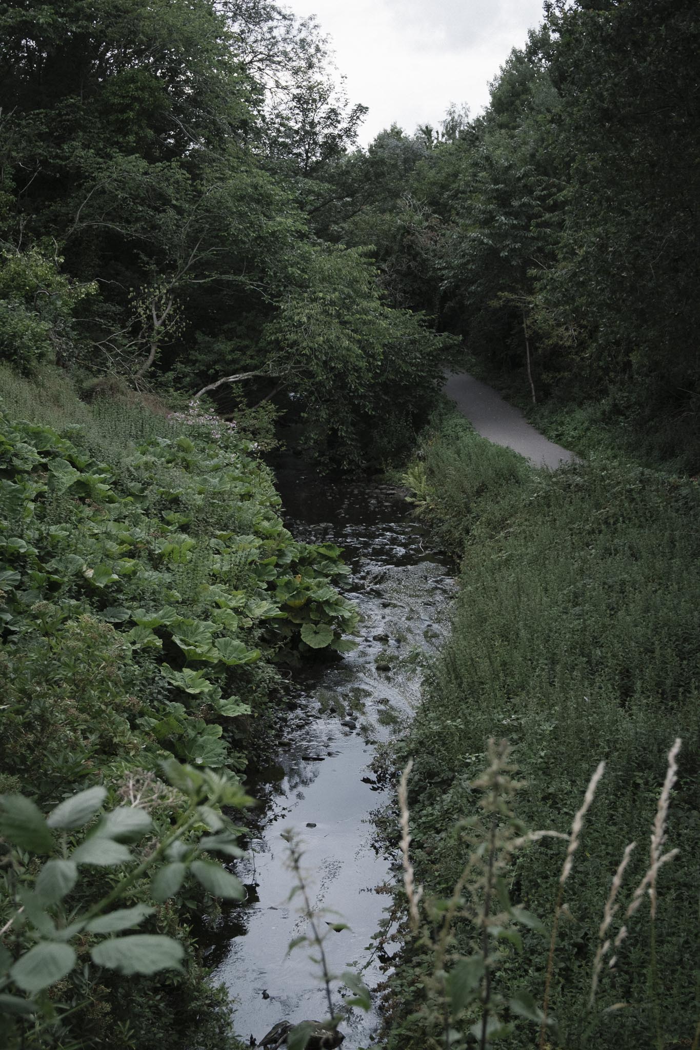 Brunstane Burn Path woodland