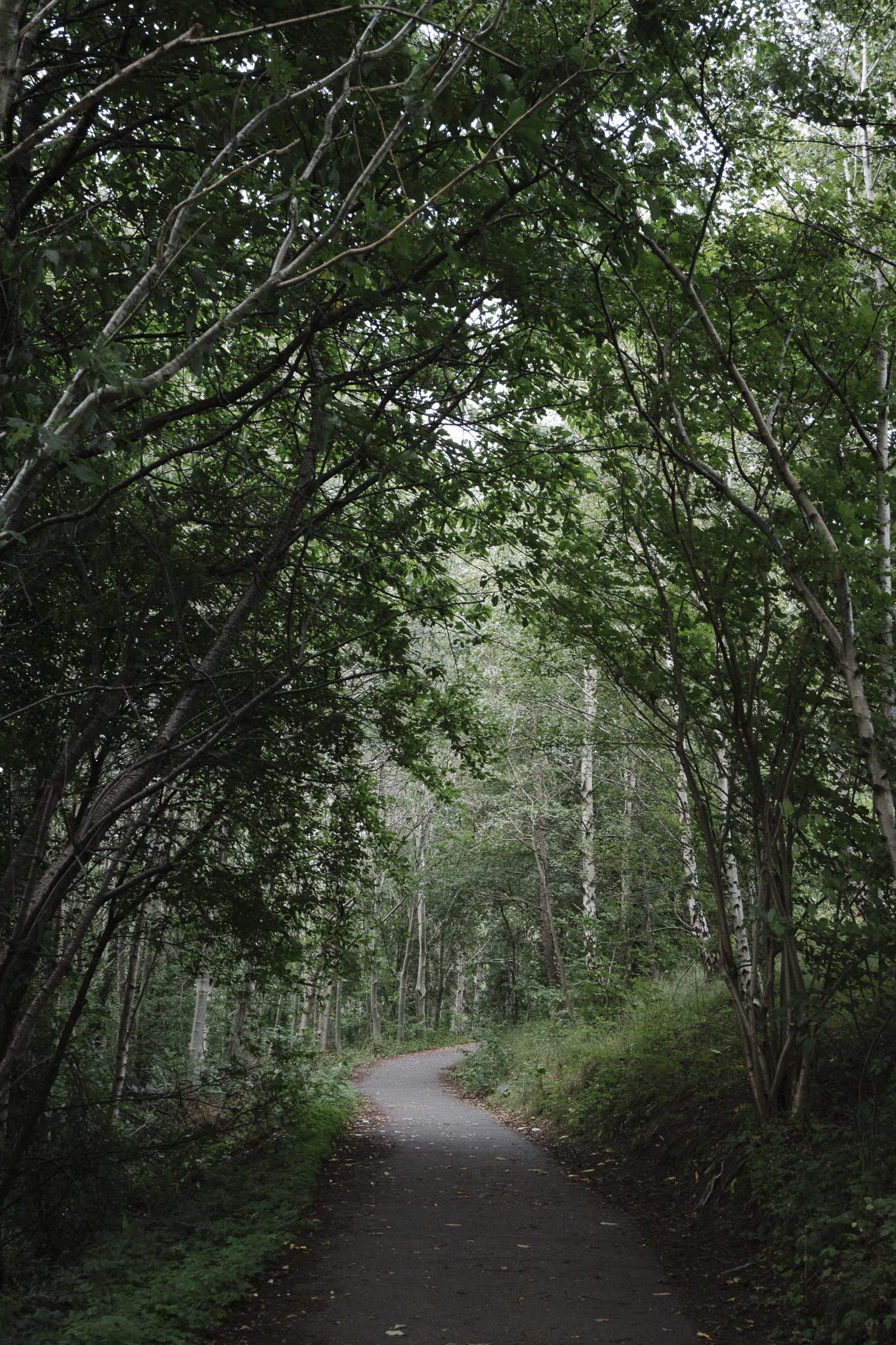 Old-growth trees