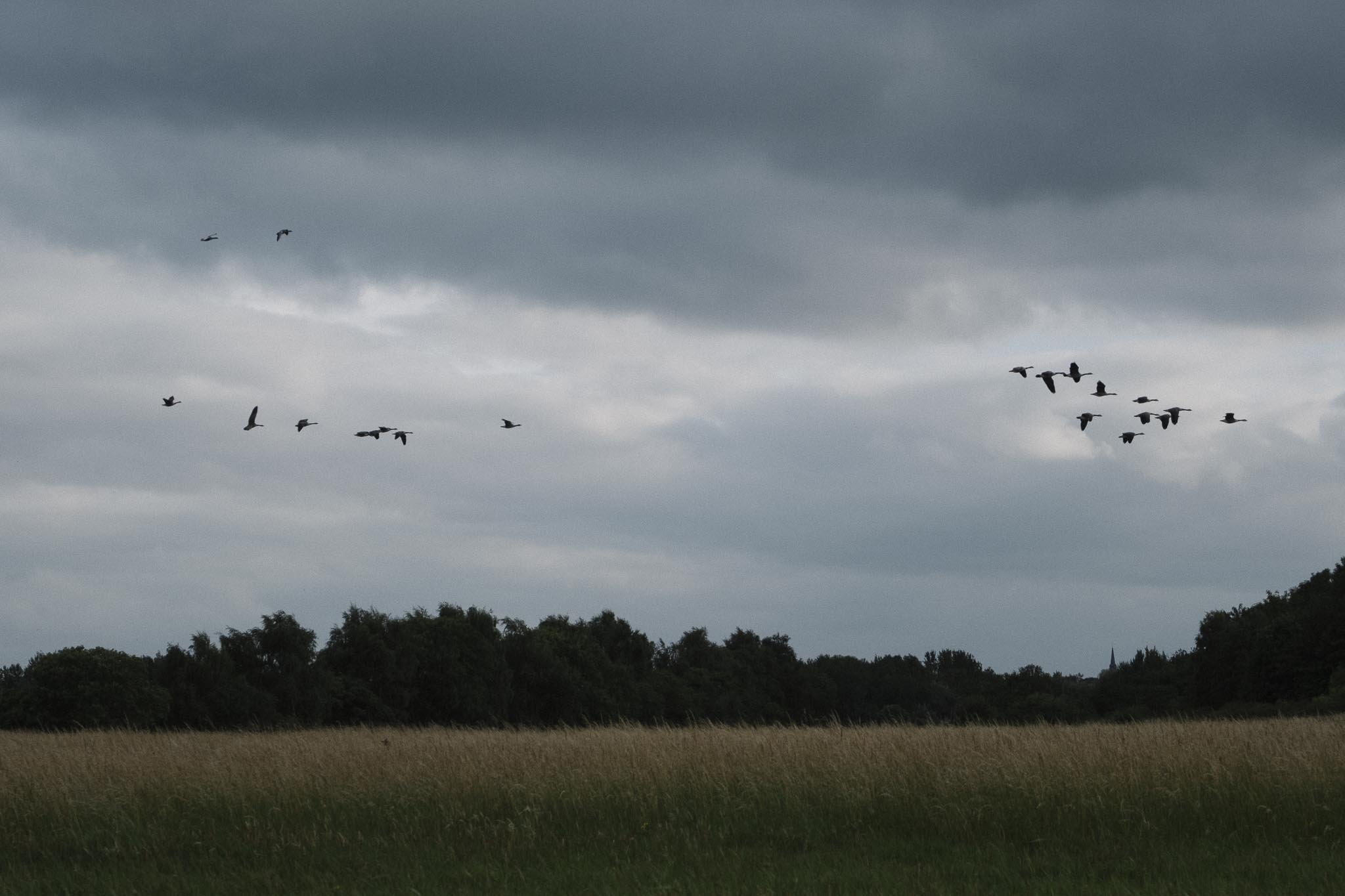 Ducks over Musselburgh lagoons
