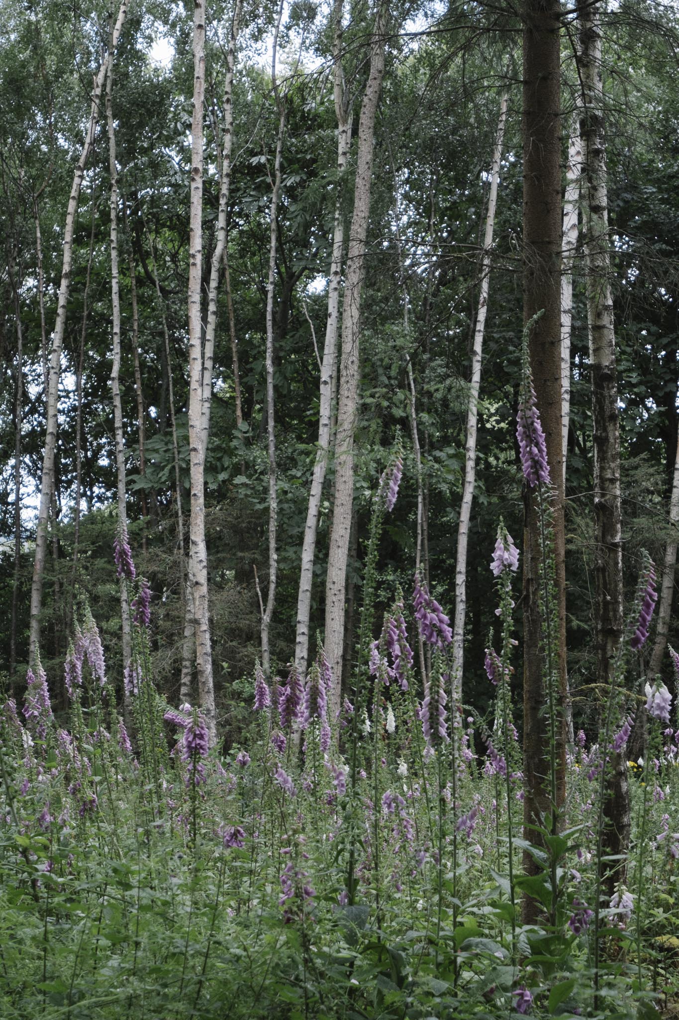Foxgloves blooming along the John Muir Way