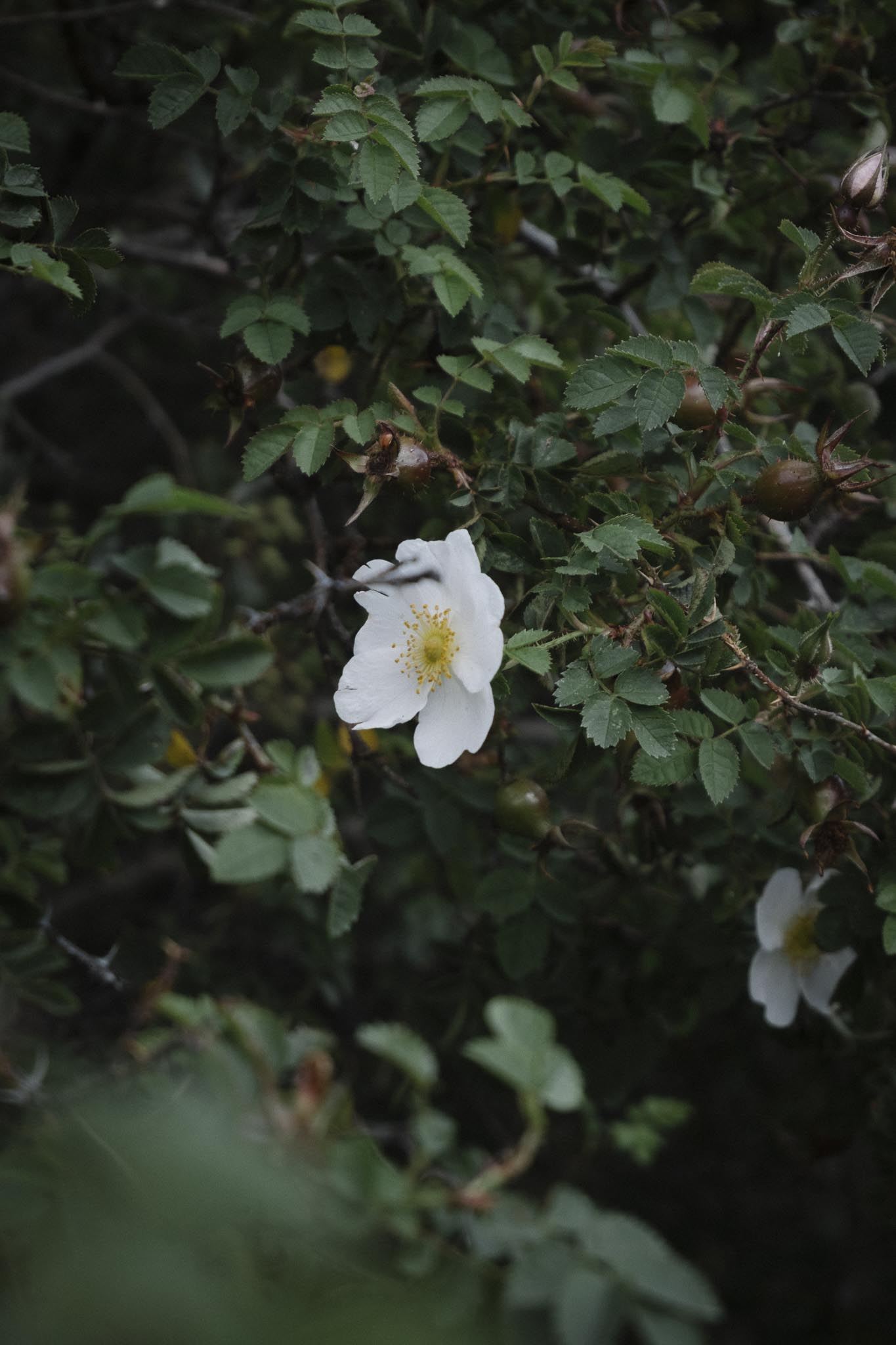Wild roses
