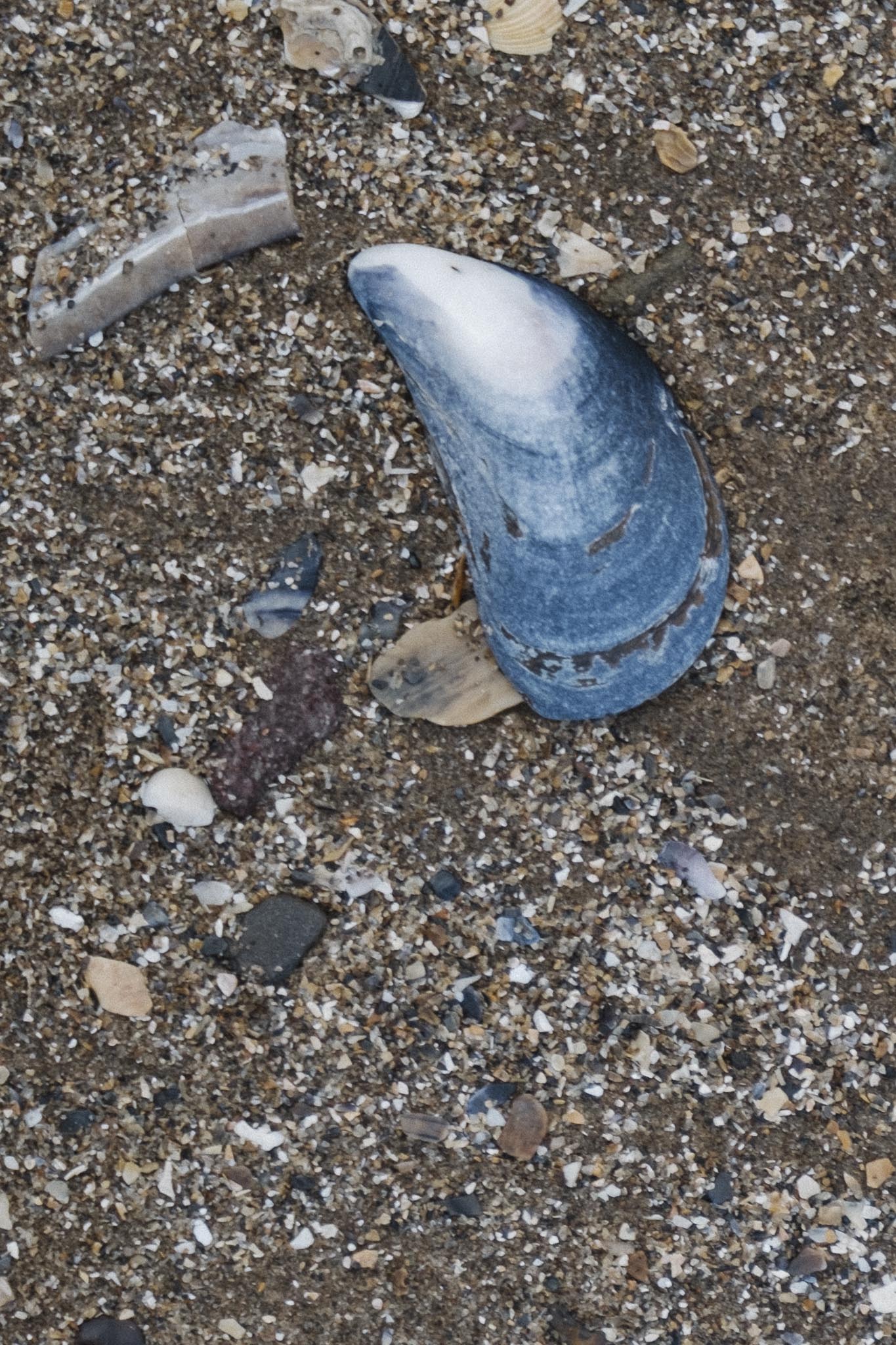 Blue mussel shell