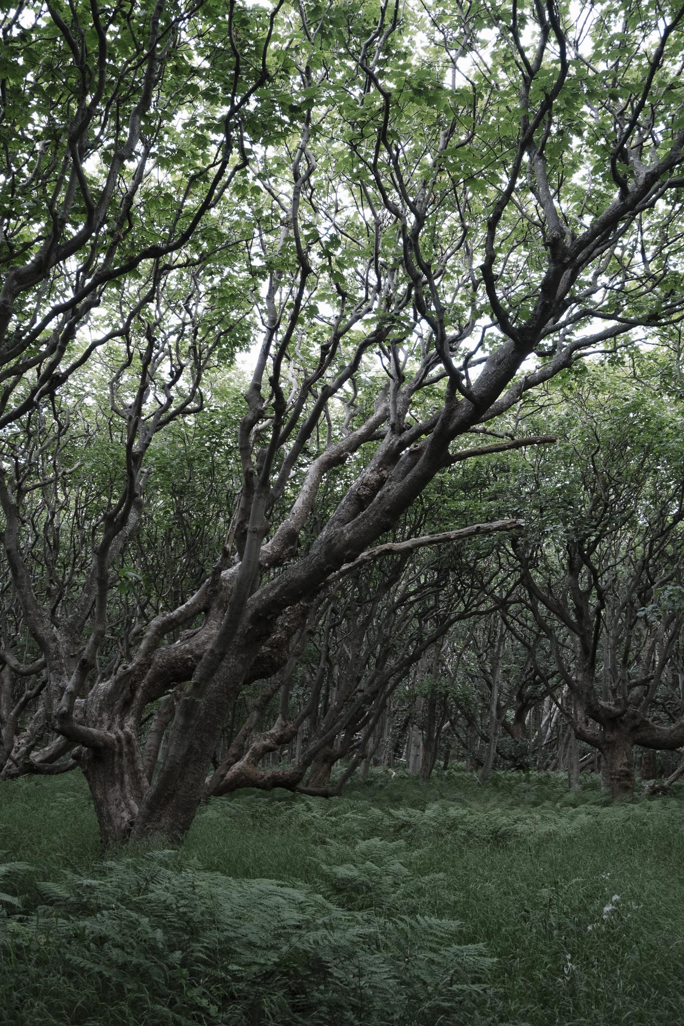 Woodlands near Aberlady