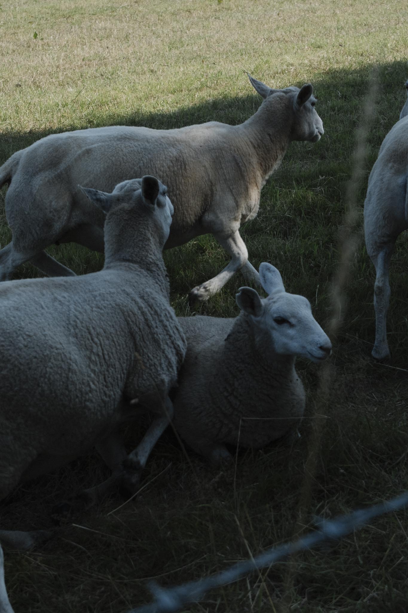 Sheep outside the Dalmeny Estate
